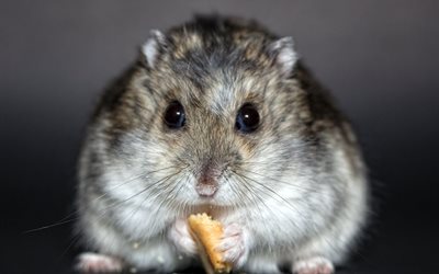 hamster, cookies, rodent, cute animals