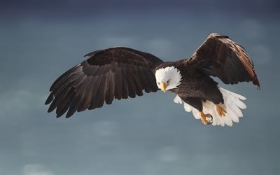 águila calva en vuelo, envergadura, aves de presa, águila calva, fauna silvestre, américa del norte, águila