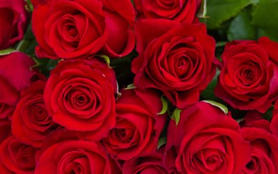 rose rosse, germogli, bouquet