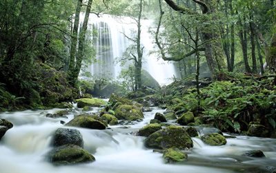 waterfall, rainforest, greenery, trees, stream, Tasmania, Australia