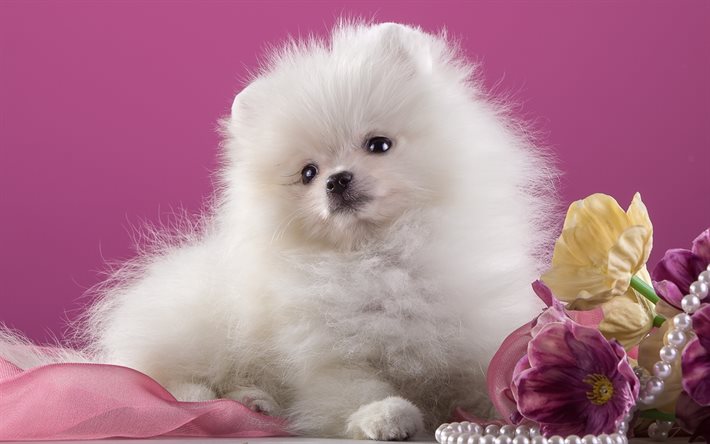 Pomeranian, köpek, küçük köpek, beyaz köpek yavrusu