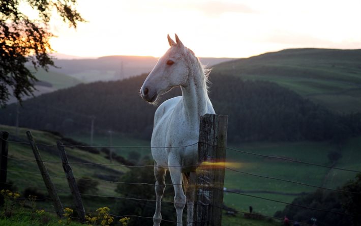 vit häst, staket, solnedgång, hästar
