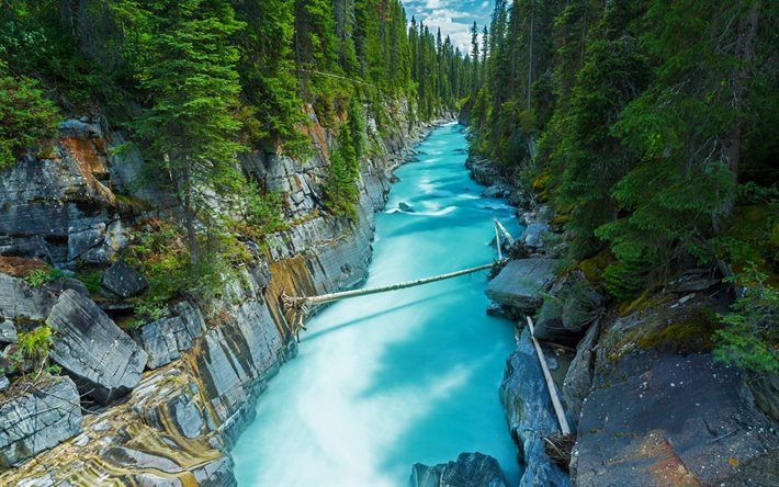 numa falls, rio de montanha, verão, floresta, kootenay national park, british columbia, canadá