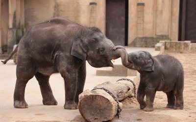 zoo, elephants, fighting, wood log