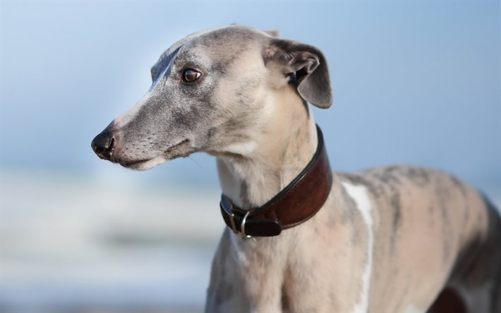 dog, Whippet, smooth-haired dog, pets