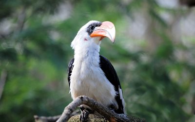 Great Hornbill, jungle, birds, wildlife, Buceros bicornis