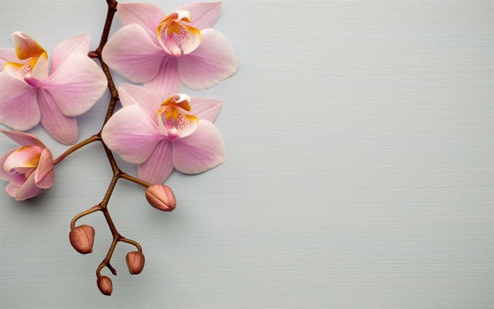 pink orchids, tropical flowers, orchids, orchid branch