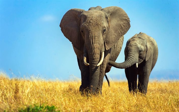 코끼리, 아프리카, 동, 작은 코끼리