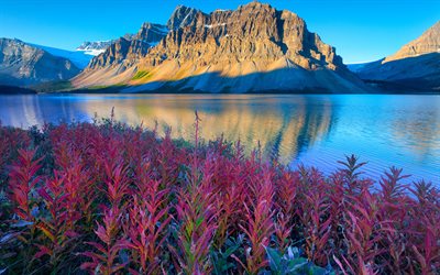 Banff National Park, lake, evening landscape, flowers, mountains, Alberta, Canada
