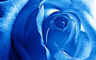 Bleu, de rose, bourgeon, fleur bleue, rose