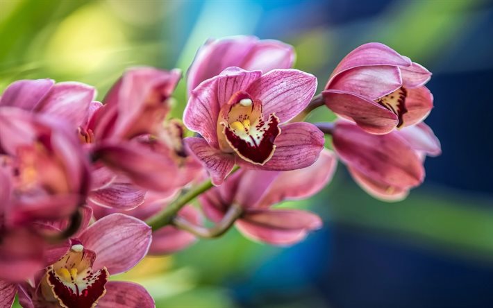 orchid, branch, pink flowers, bokeh