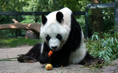 panda, eucalyptus, carrot, bears, zoo