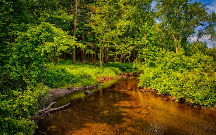 forest, trees, river, summer, hdr