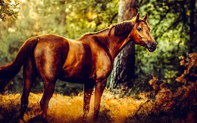 kahverengi at, akşam, orman, atlar, vahşi yaşam, gün batımı, güzel at