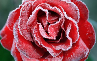 frozen rose, 5k, bud, rosen
