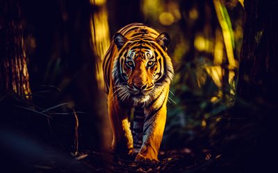 البنغال النمر, المفترس, غابة, مساء, غروب, النمور, القطط البرية, آسيا