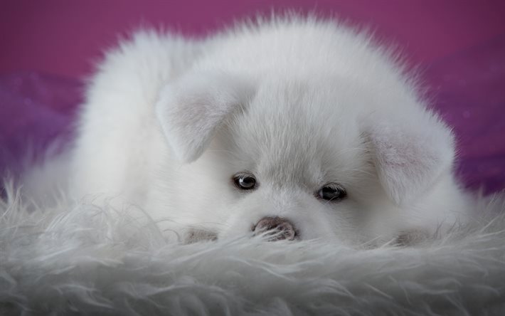 Akita Inu, dogs, puppy, fluffy, cute animals