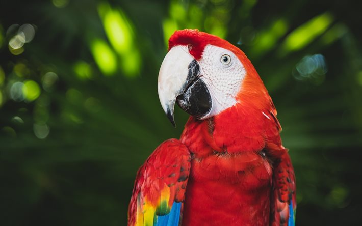 La guacamaya roja, aves exóticas, loros, primer plano, red parrot, Ara macao, la selva, la guacamaya