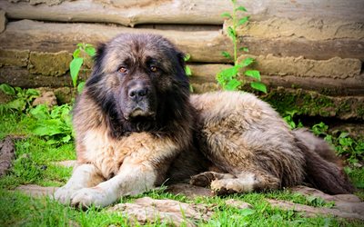 Caucasian Shepherd, 4k, pets, dogs, fluffy dogs, guardian breed, HDR, Caucasian Shepherd Dog