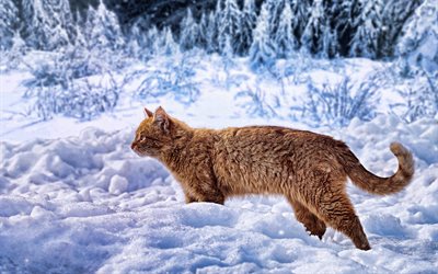 ginger cat in the snow, winter, cats, pets, forest, winter landscape, ginger cat
