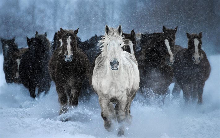 manada de cavalos, cavalo branco, cavalos pretos, inverno, neve, cavalos correndo, conceitos de liderança, ser conceitos diferentes, cavalos, animais selvagens