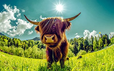 bovins des highlands, vache écossaise, soirée, le coucher du soleil, vache avec frange, highlands écossais, hielan roucoule, cultiver, vaches