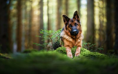 pastor alemán, bosque, el verano, mascotas, animales bonitos, bokeh, perros, perro pastor alemán