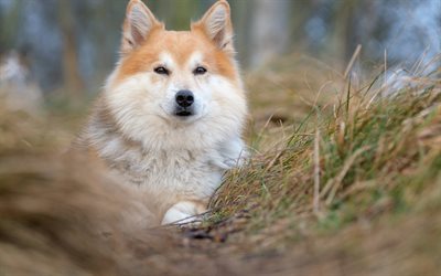pastor islandés, bokeh, bosque, mascotas, perro pastor islandés, perros, perros esponjosos