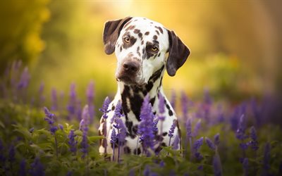 dalmatiner, spotted coach dog, abend, sonnenuntergang, blumenfeld, hunde, süße tiere, kutschenhund