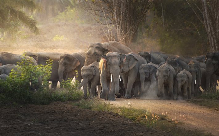 rebanho de elefantes, noite, pôr do sol, elefantes, animais selvagens, áfrica, elefante