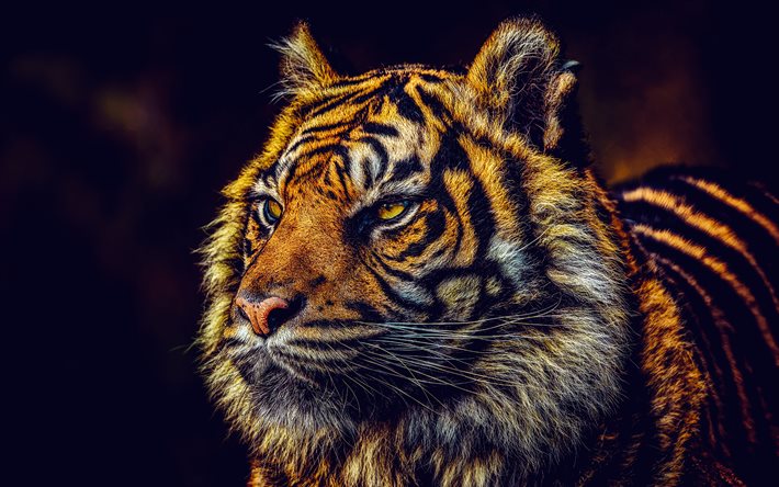 tiikeri, 4k, saalistajat, villieläimet, panthera tigris, tiikerit, villieläimiä