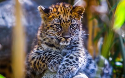 Leopardo, depredador, animales pequeños, animales lindos