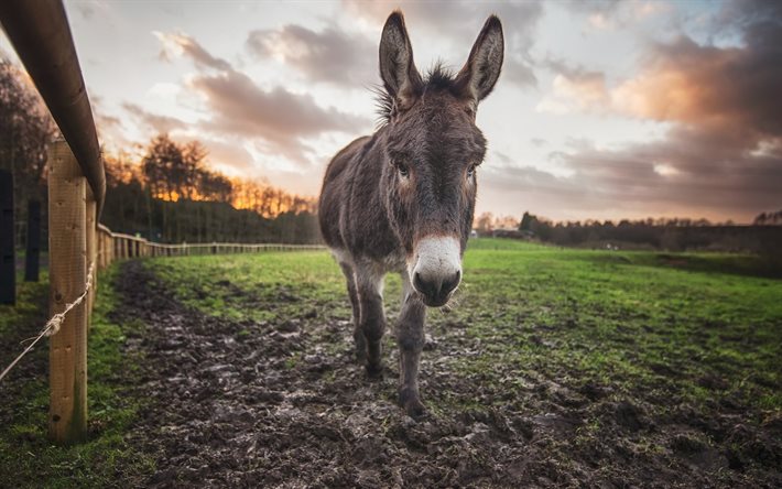 donkey, farm, sunset, night, cute animals, small donkey