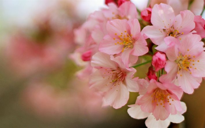 봄, 벚꽃, 분홍색 꽃이