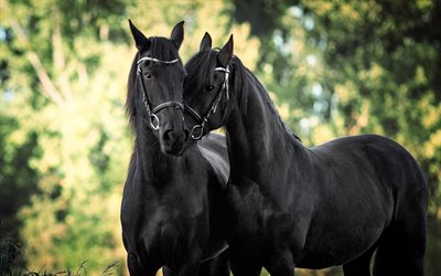 svart häst, oskärpa, par, hästar