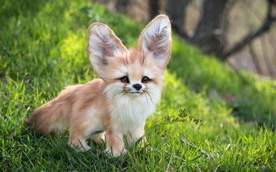 잔디, fennec fox, 여우, 큰 귀에