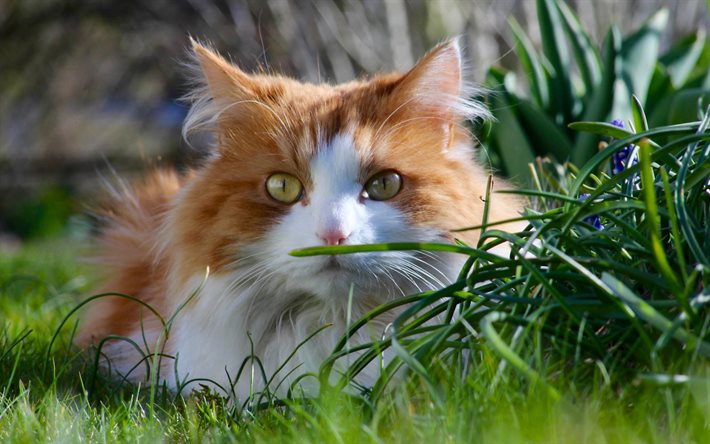 ingefära katt, fluffig katt, gräs, katter, grönt gräs