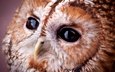 owl, owl eyes, bird, Tawny owl, Strix aluco