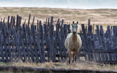 horse, fence, gallop, blurring, prairie
