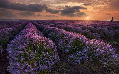 Sunset, lavender, photographer, lavender field, field of flowers, Yambol, Bulgaria