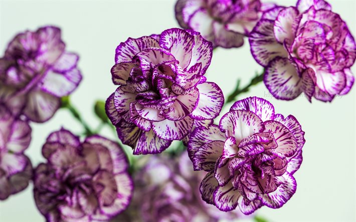 carnations, white carnations, purple carnations, bouquet of flowers