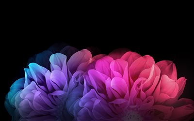 abstract flowers, curves, darkness, black background, creative