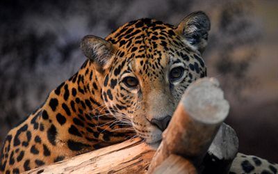 jaguar, chats sauvages, animaux sauvages, animaux dangereux, jaguars, jungle