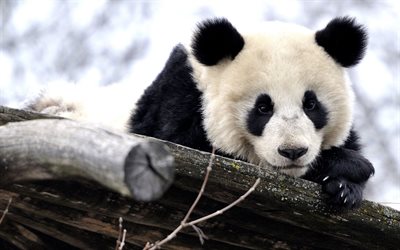 panda, funny bears, winter, cute animals