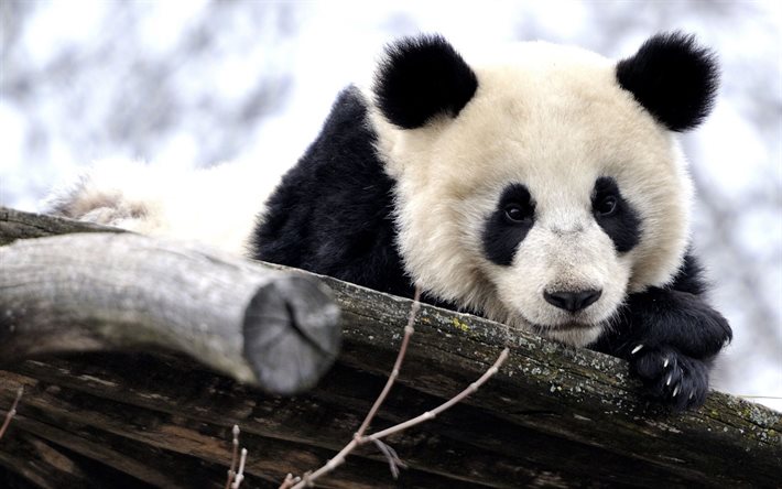 パンダ, 面白いクマ, 冬, かわいい動物たち