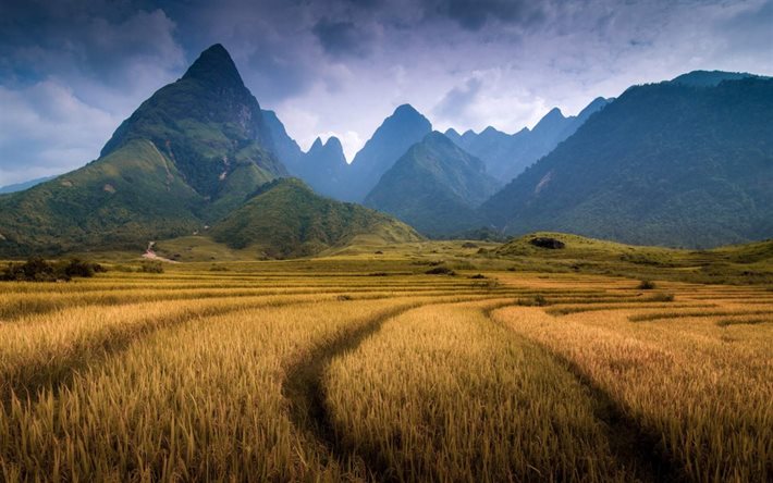 montanha fansipan, campo, verão, indochina
