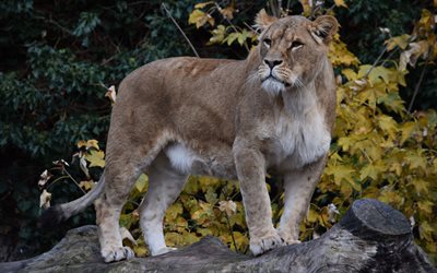 leonessa, fauna selvatica, predatori, foresta, i lions