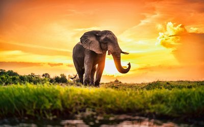 코끼리, 저녁, 일몰, 아프리카, 야생 동물, 아프리카 동물