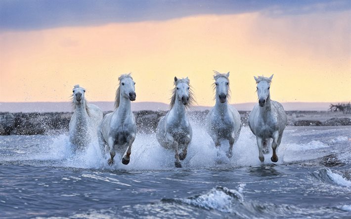 suda koşan beyaz atlar, at sürüsü, akşam, gün batımı, sahil, beyaz atlar, güzel hayvanlar, atlar