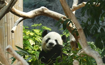 panda, 4k, bamboo, 곰, 동물원